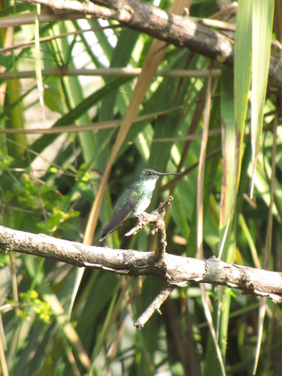 White-throated Hummingbird - Diego Bastías Birding Guide