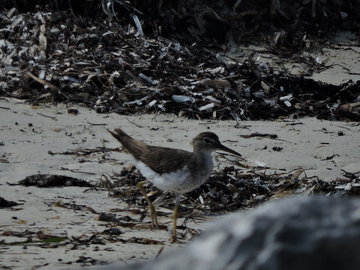 Spotted Sandpiper - Kathryn Cowdery