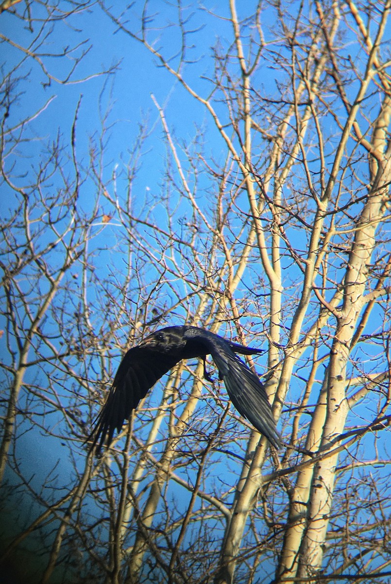 Common Raven - emily gorda