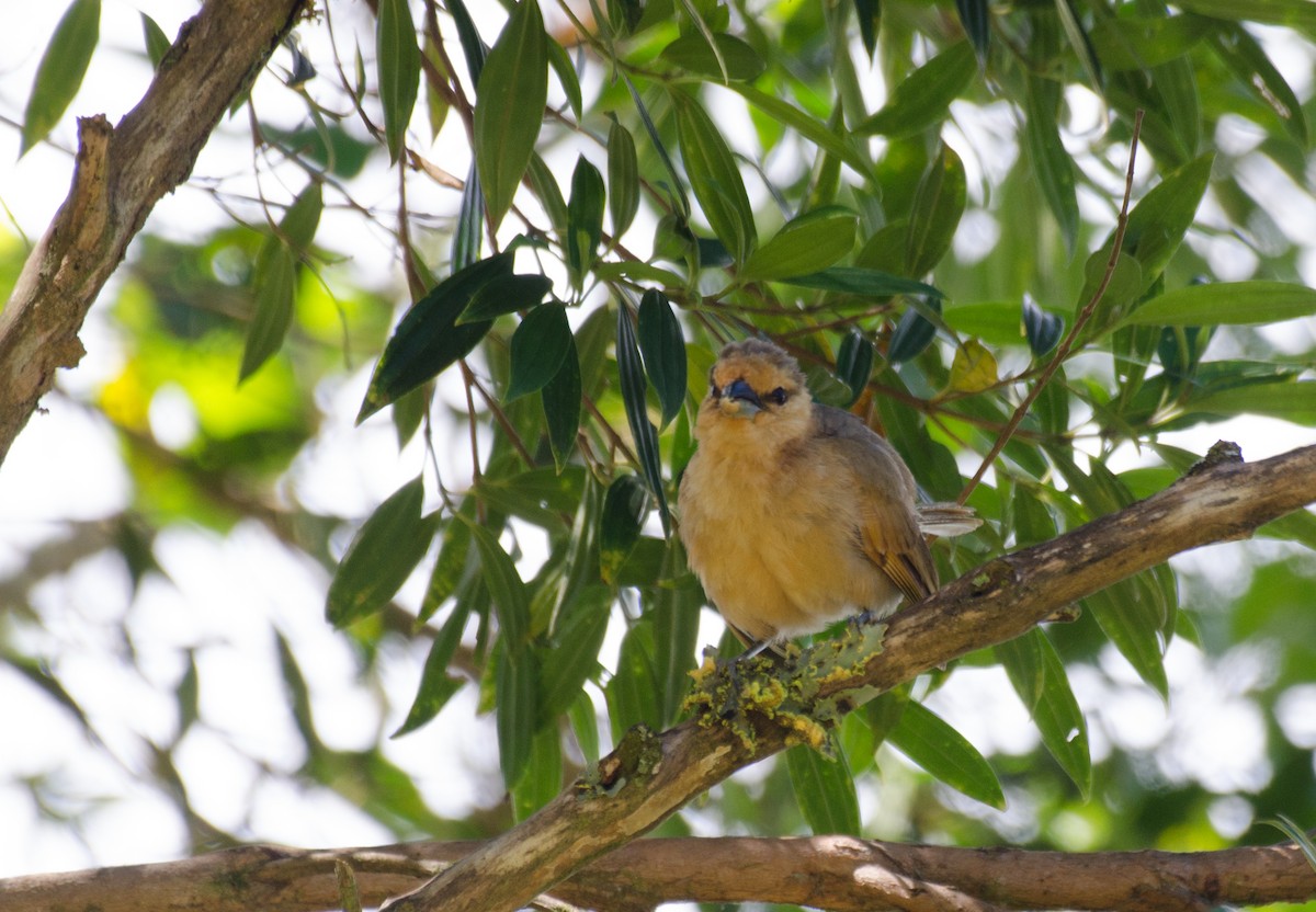 Brown Tanager - ML189855241