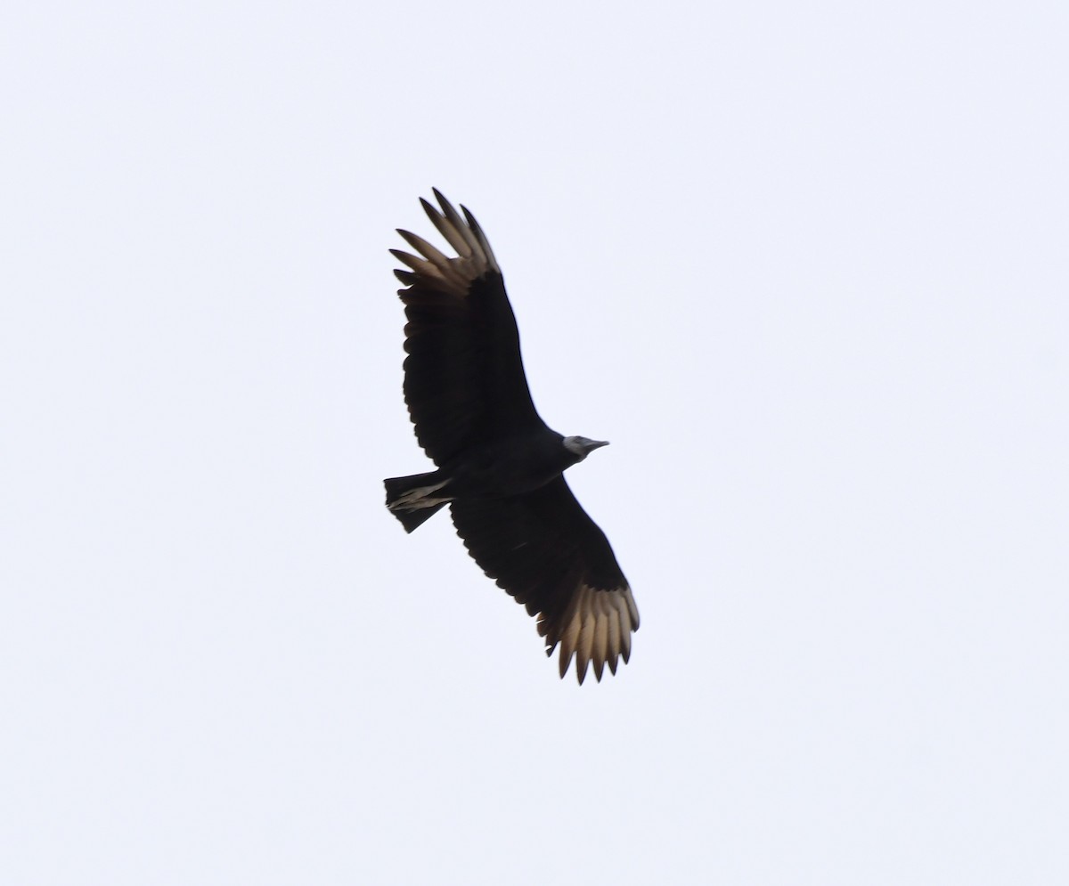 Black Vulture - ML189858121