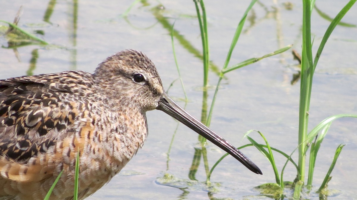 Long-billed Dowitcher - ML189862341