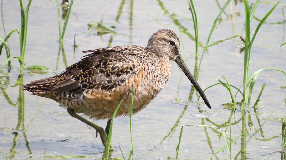 Long-billed Dowitcher - ML189862351