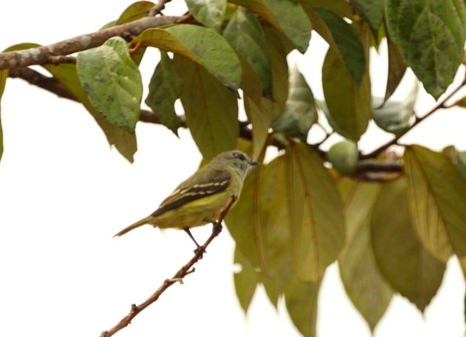 Yellow-crowned Tyrannulet - ML189863031