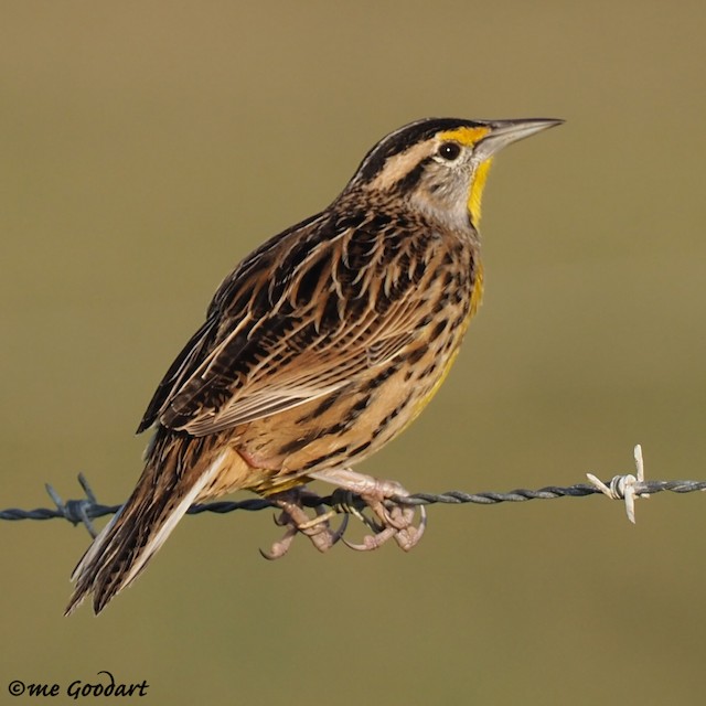 eastern meadowlark