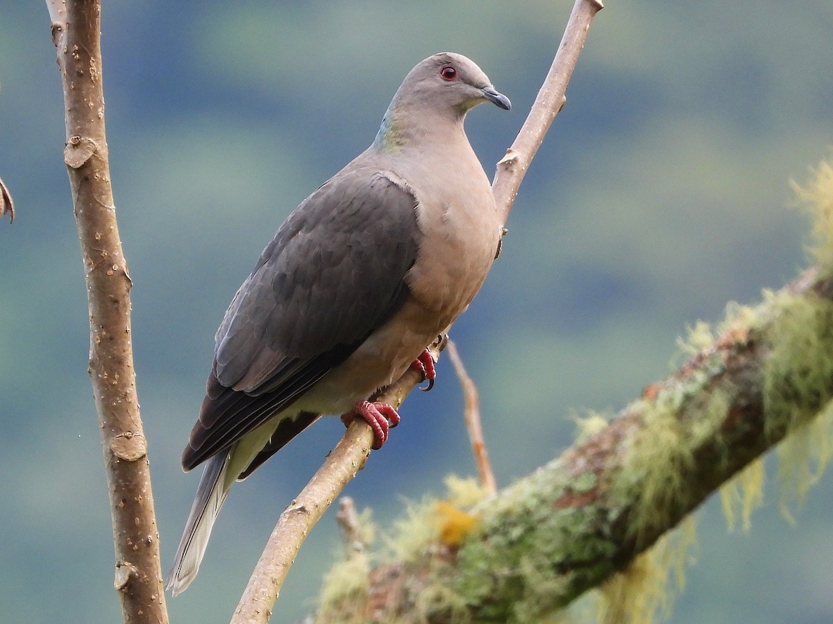 Ring-tailed Pigeon - ML189864691