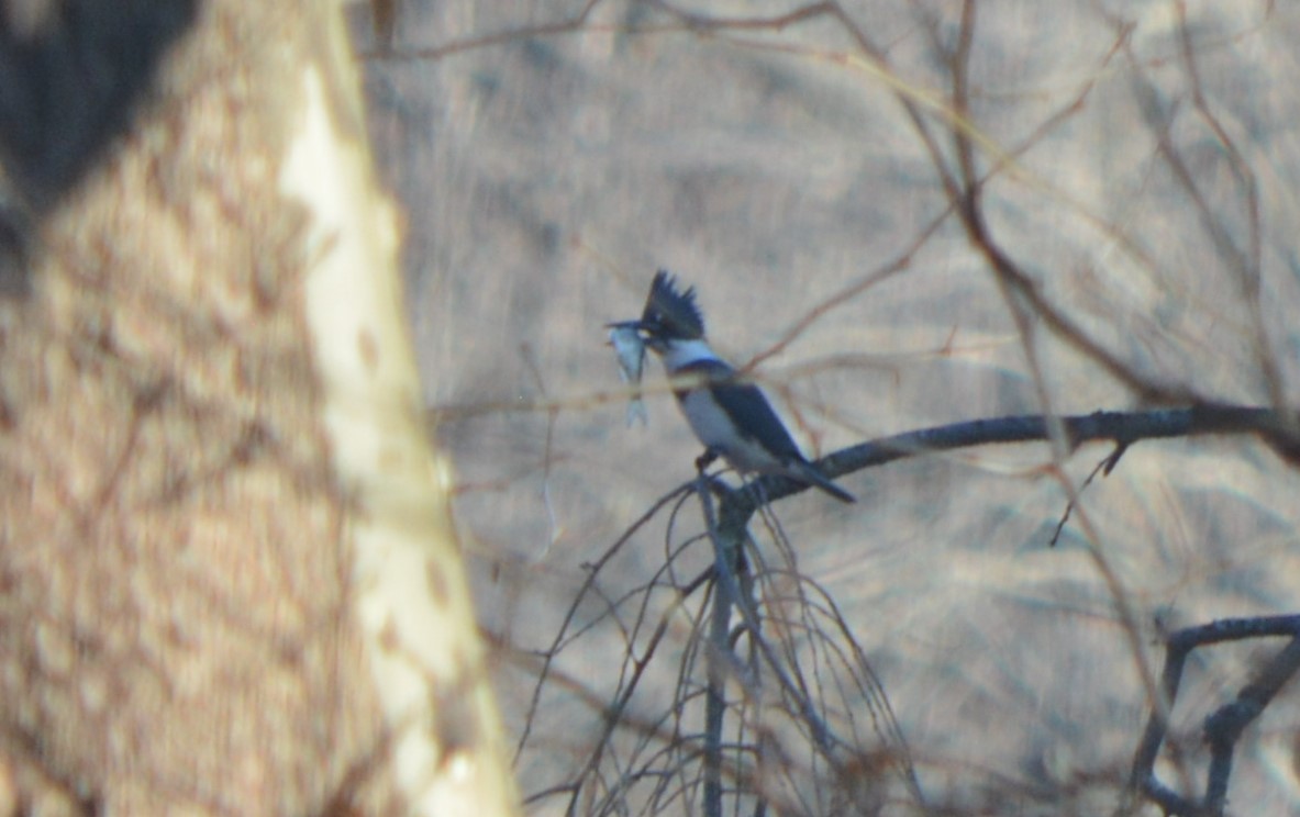 Belted Kingfisher - ML189866081