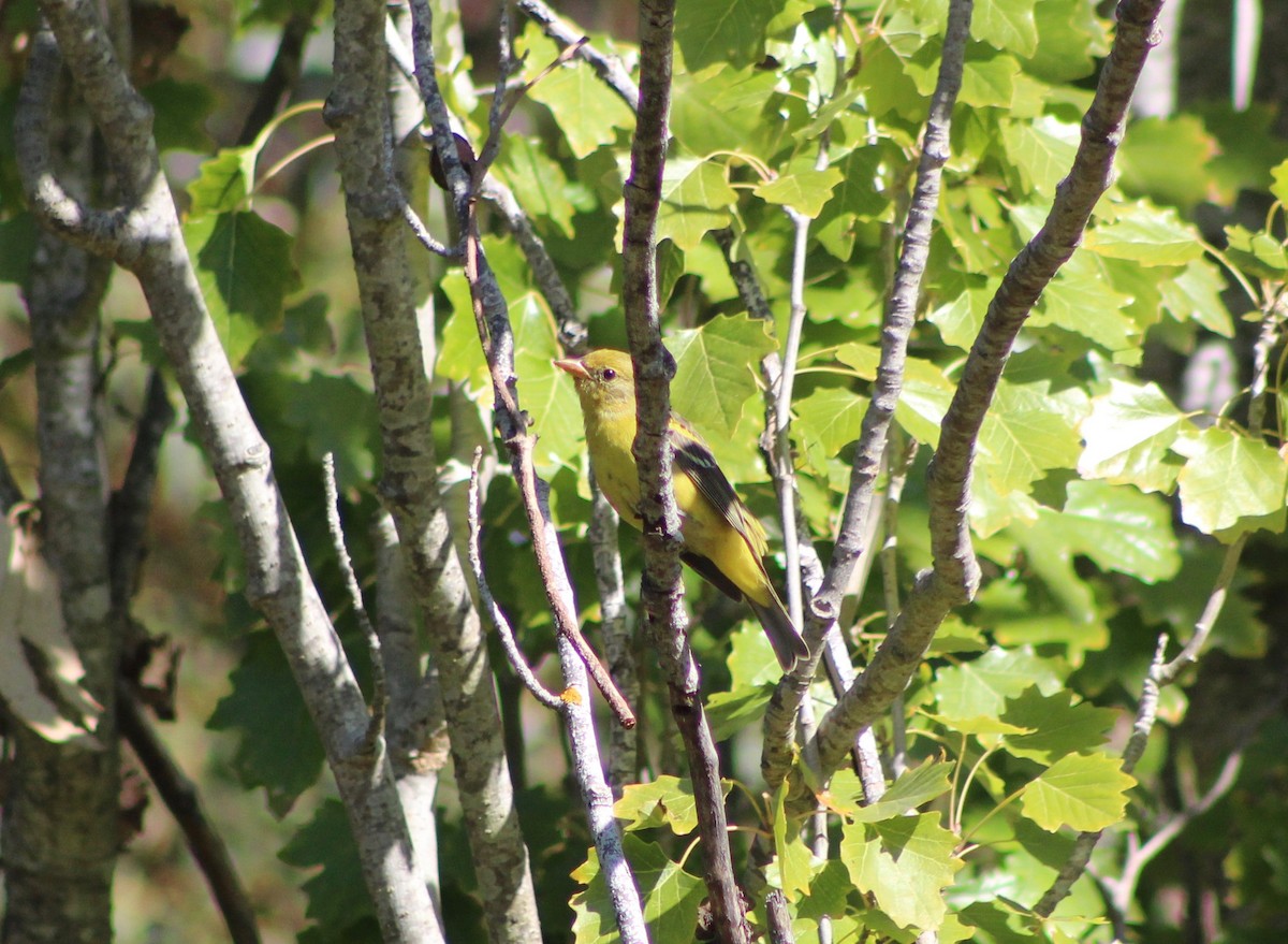 Western Tanager - ML189869521