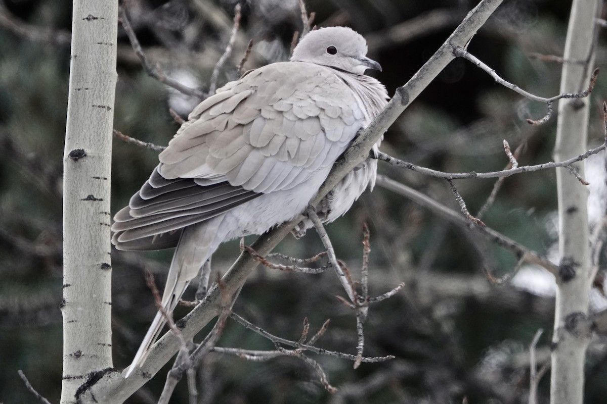 Eurasian Collared-Dove - ML189870931