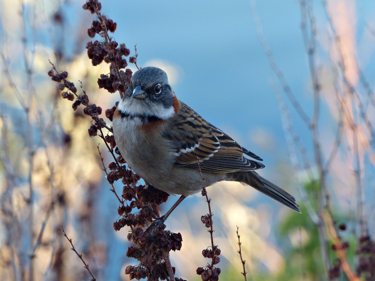 Rufous-collared Sparrow - Carlos Schmidtutz