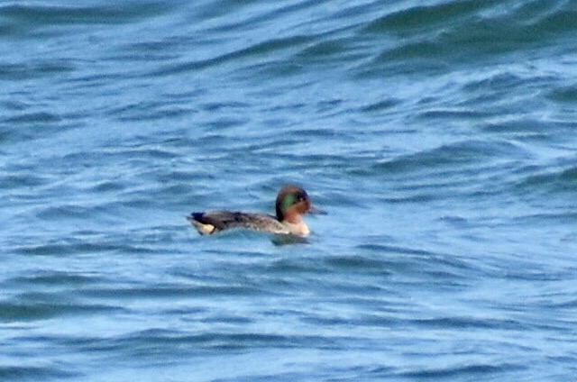 Green-winged Teal - ML189876791