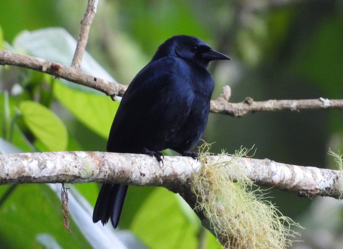 Jamaican Blackbird - ML189878291