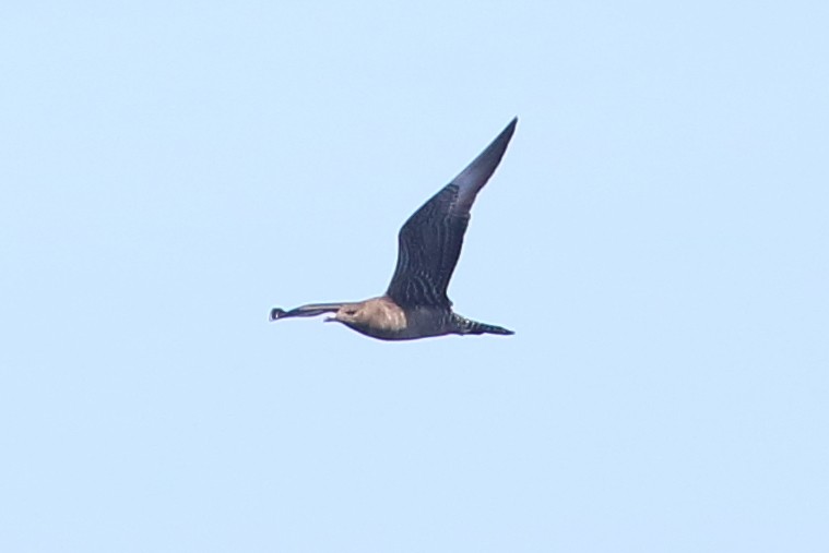 Long-tailed Jaeger - ML189879751