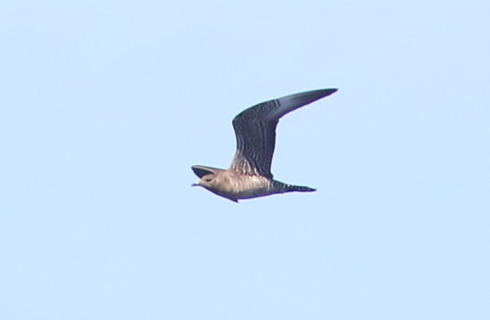 Long-tailed Jaeger - ML189879801