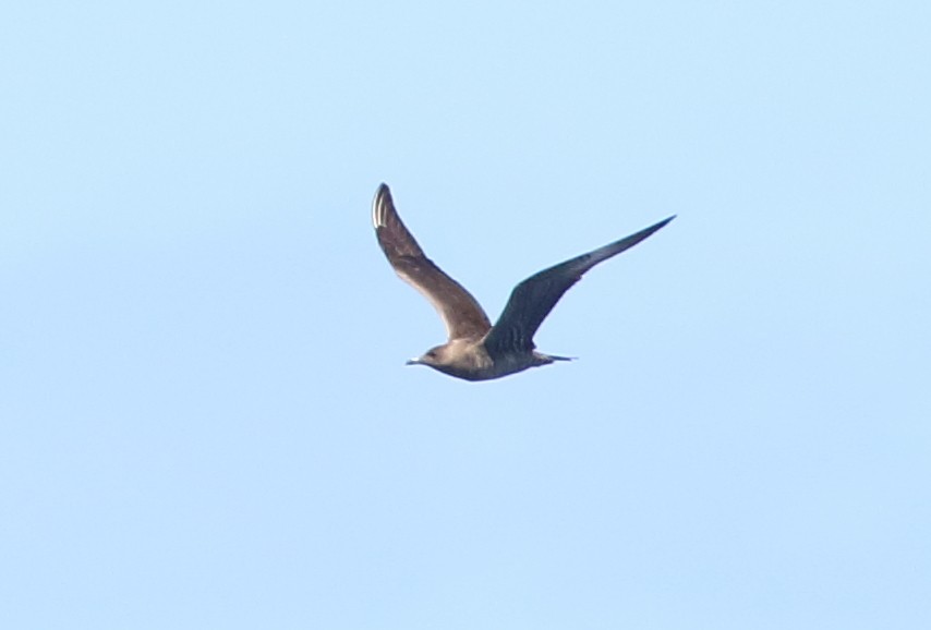 Long-tailed Jaeger - ML189879831