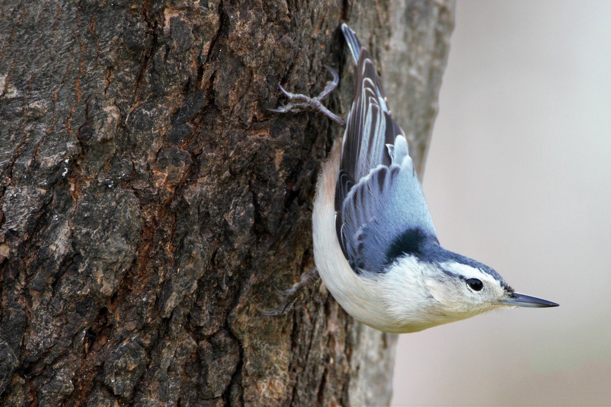 White-breasted Nuthatch - Mitch (Michel) Doucet