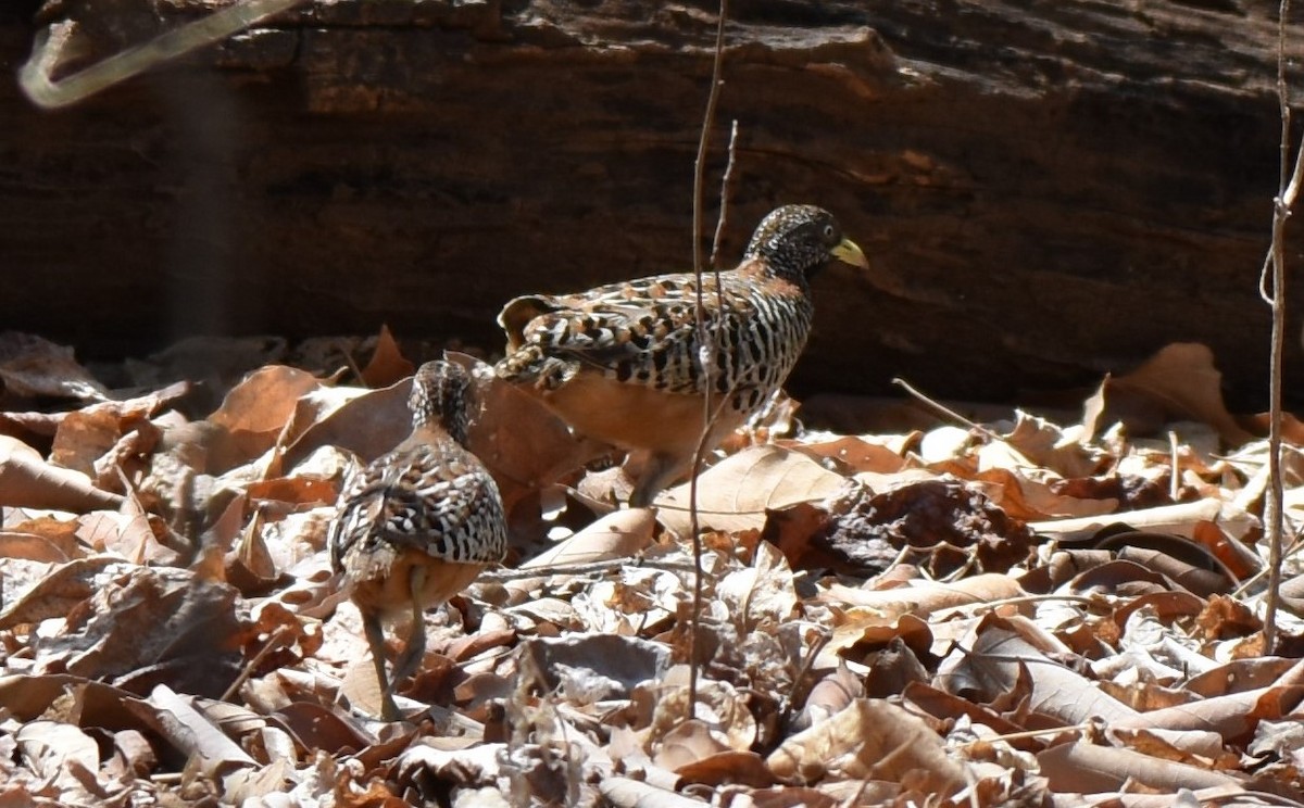 Barred Buttonquail - T Norris