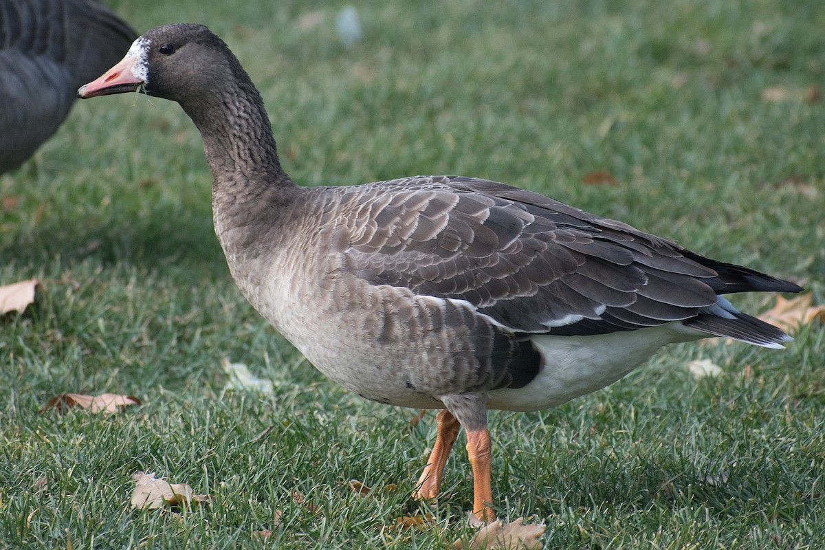 Greater White-fronted Goose - ML189887581