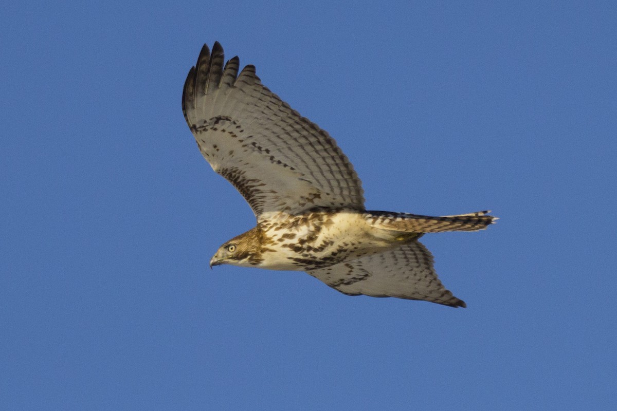 Red-tailed Hawk - Mitch (Michel) Doucet