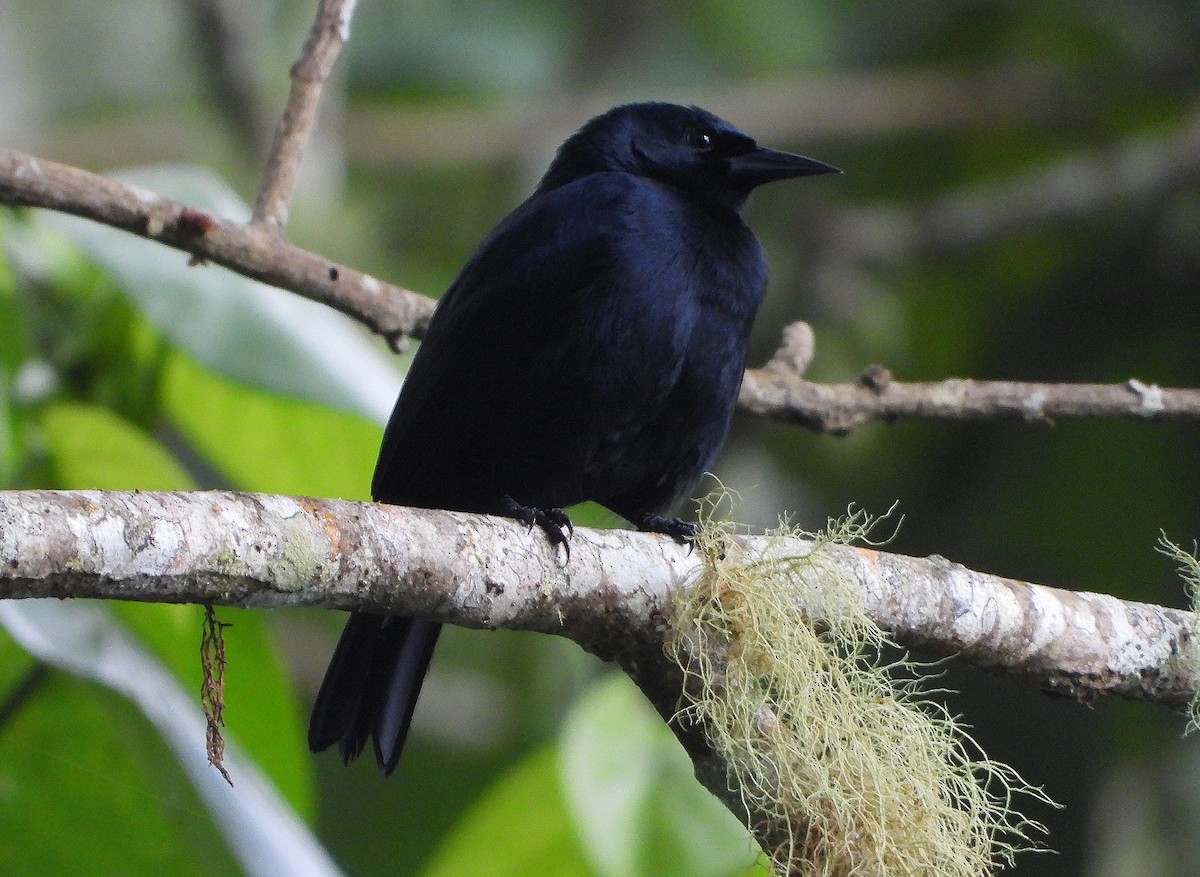 Jamaican Blackbird - ML189889511