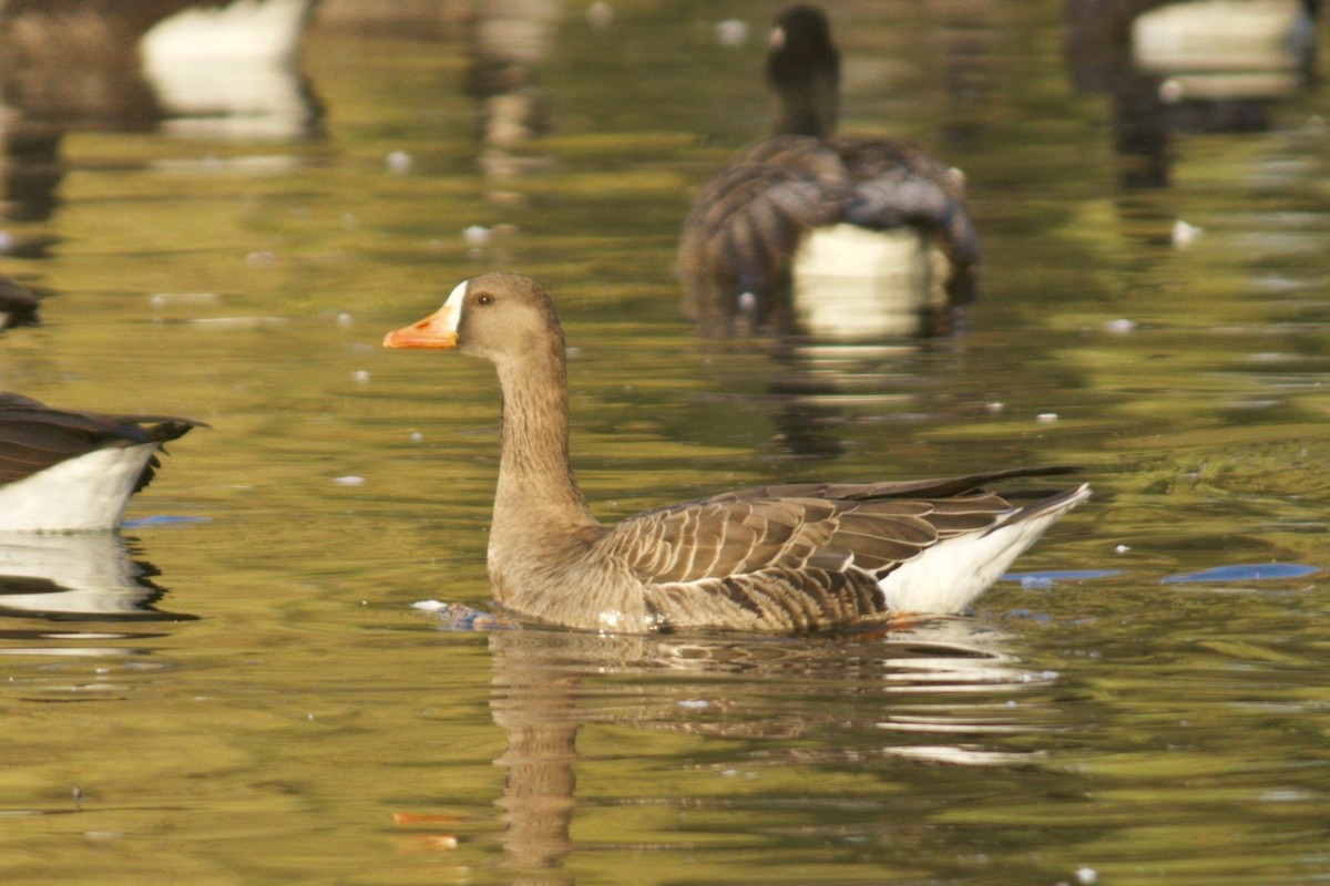 Greater White-fronted Goose - ML189890731