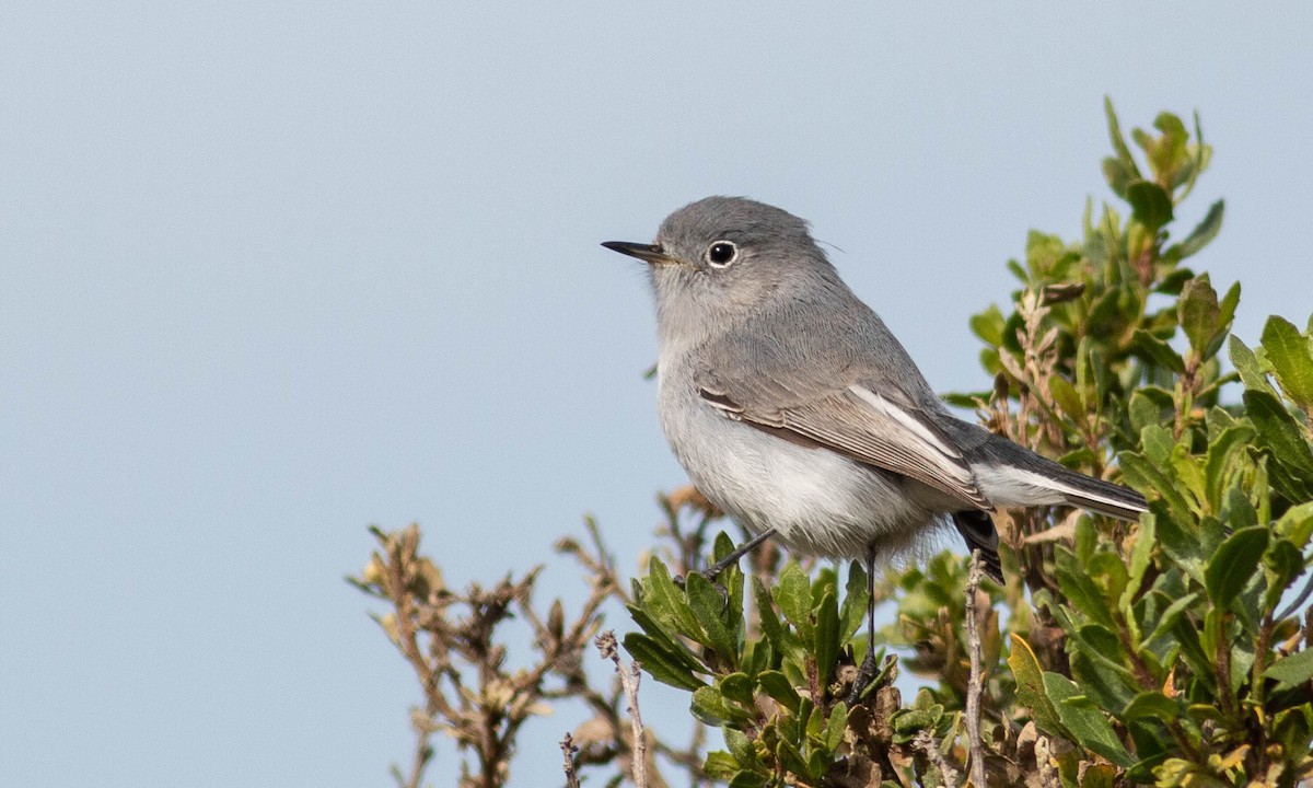 Blue-gray Gnatcatcher (obscura Group) - ML189891481