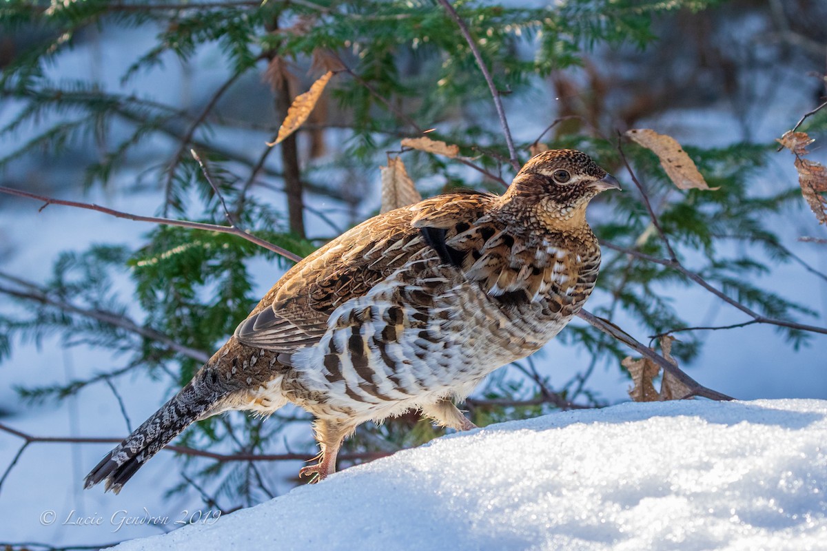 Ruffed Grouse - Lucie Gendron
