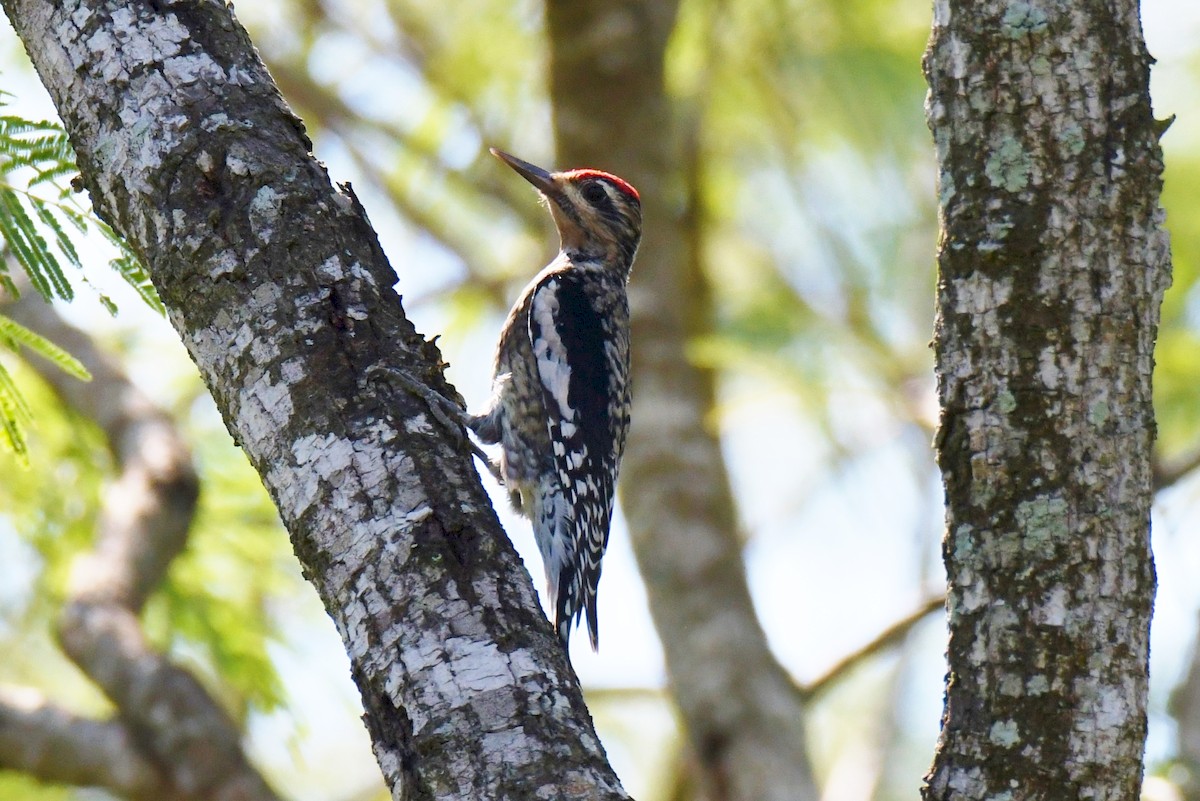 eBird Checklist - 19 Nov 2019 - Sabal Palm Sanctuary (LTC 042) - 29 ...