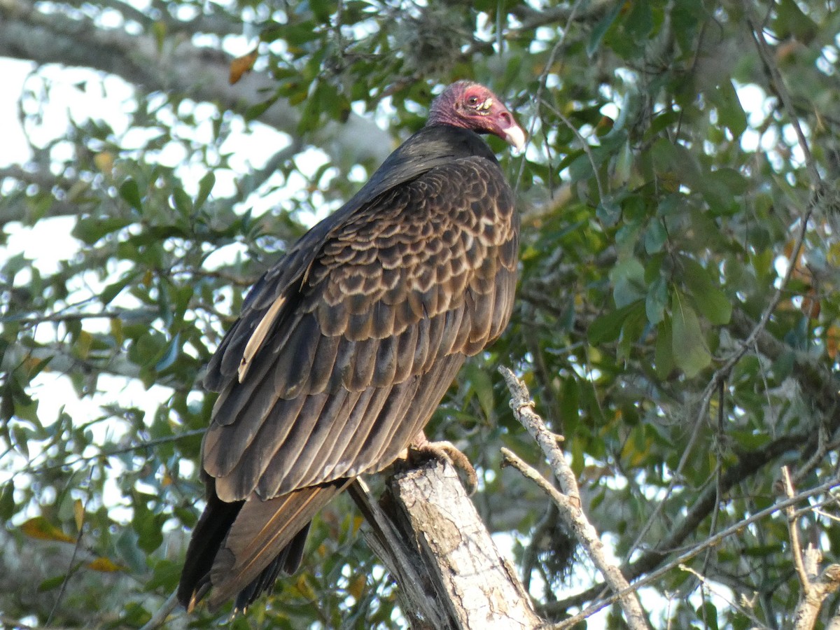 Turkey Vulture - Ned Wallace & Janet Rogers