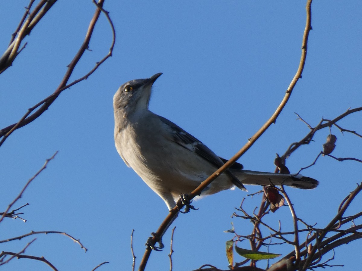 Northern Mockingbird - Ned Wallace & Janet Rogers