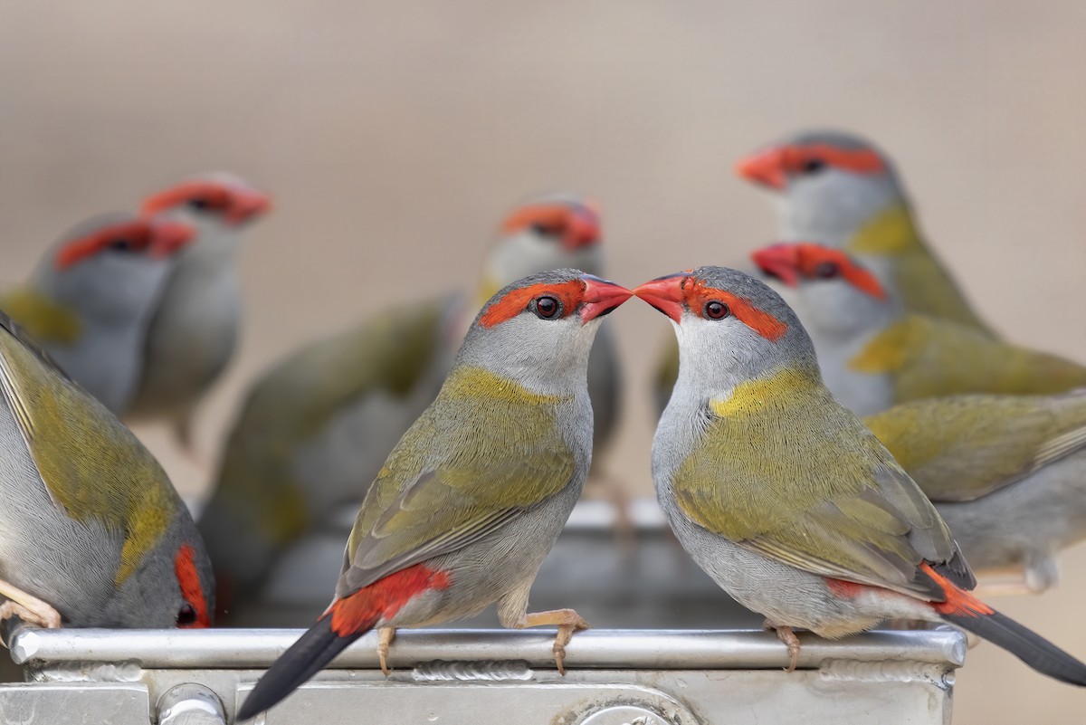 Red-browed Firetail - Jill Duncan &  Ken Bissett