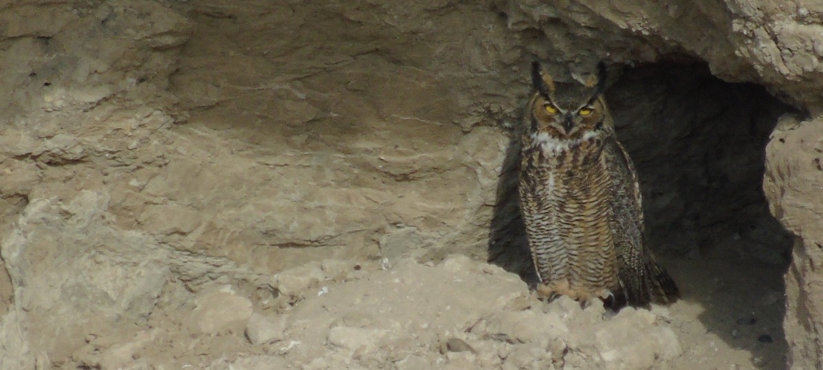 Great Horned Owl - ML189901971