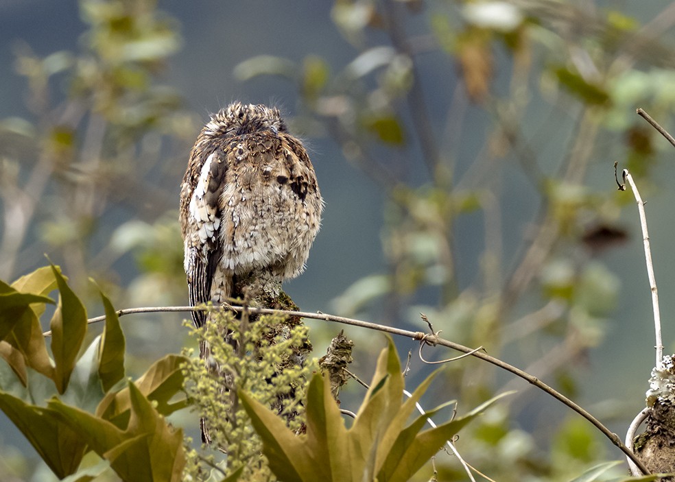 Andean Potoo - ML189909791
