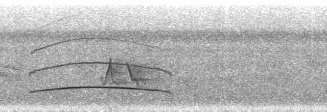 Venezuelan Flycatcher - ML18991