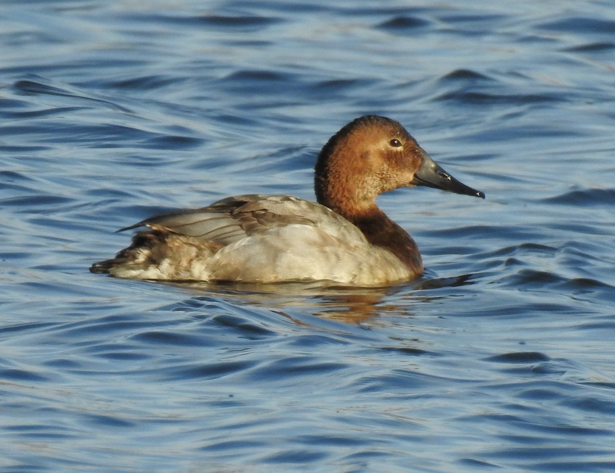 Canvasback - Chris Wiles