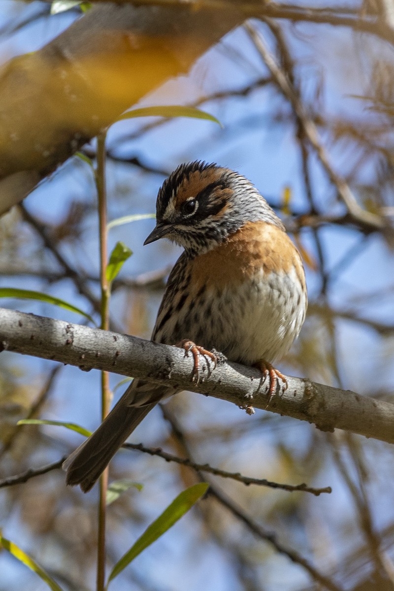 Rufous-breasted Accentor - Jared Keyes