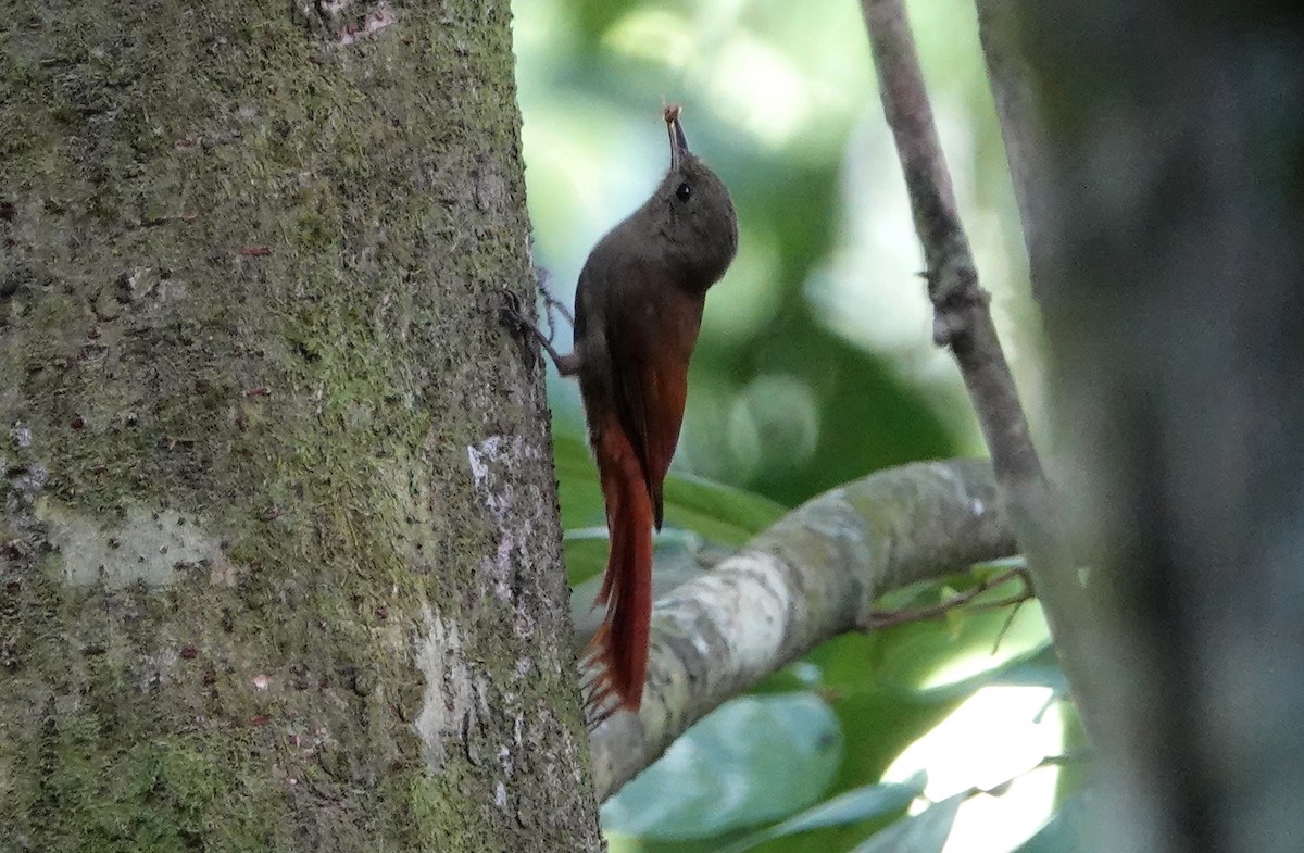 Olivaceous Woodcreeper - Carolyn Wilcox
