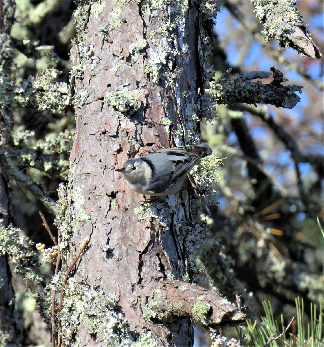 White-breasted Nuthatch (Eastern) - ML189922361