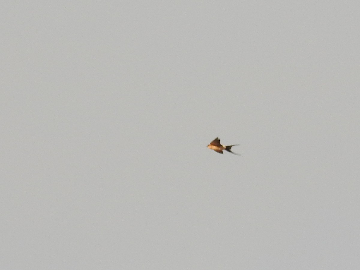 Red-rumped Swallow - ML189925941