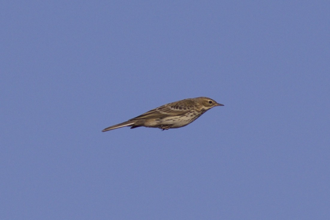 Red-throated Pipit - ML189927791