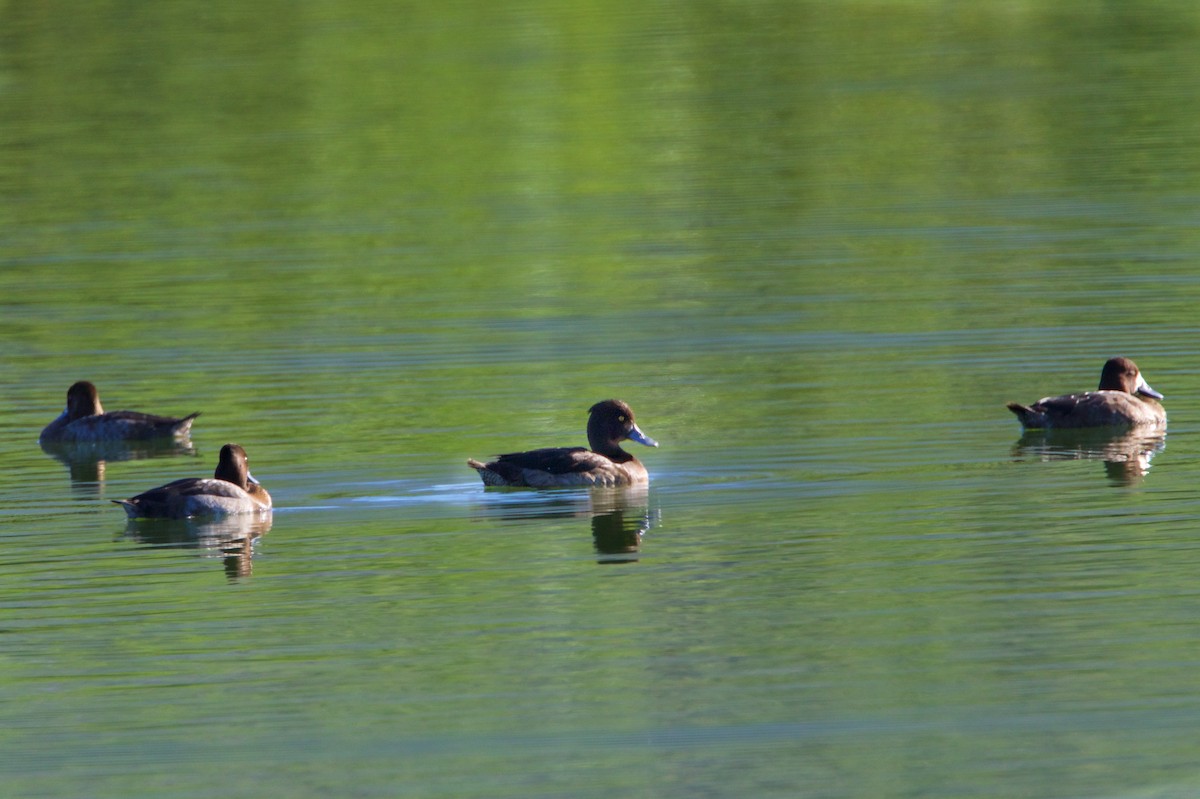 Tufted Duck - ML189928431