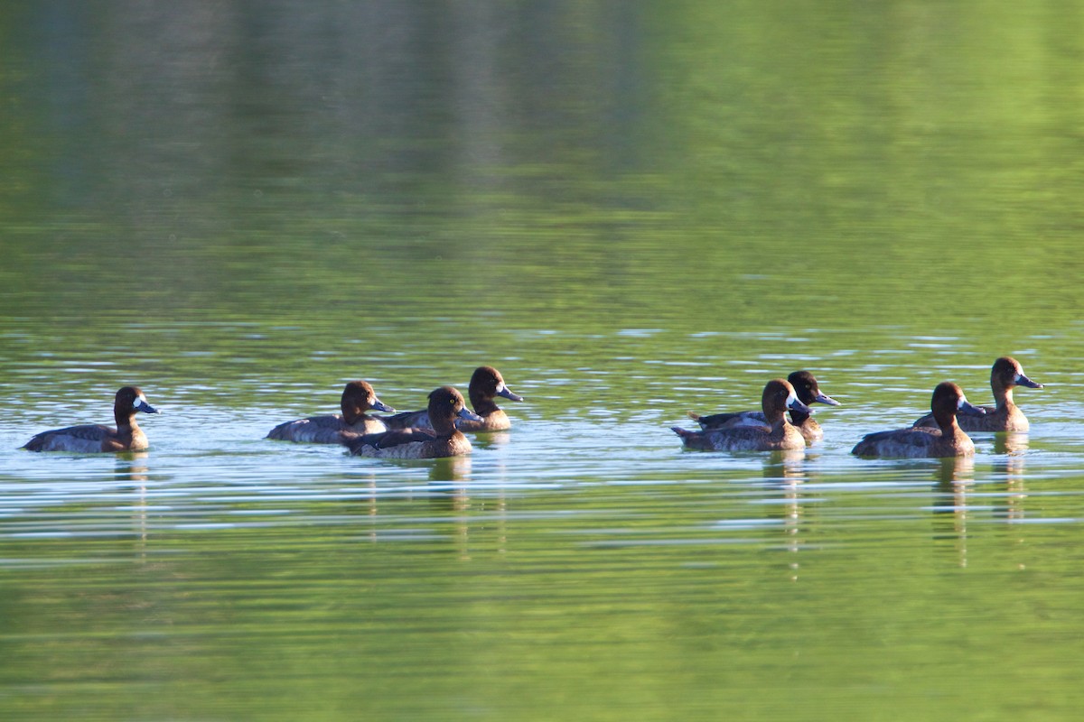 Tufted Duck - ML189928521