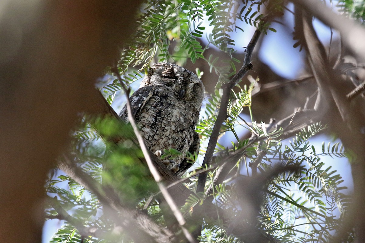 African Scops-Owl (African) - ML189932861