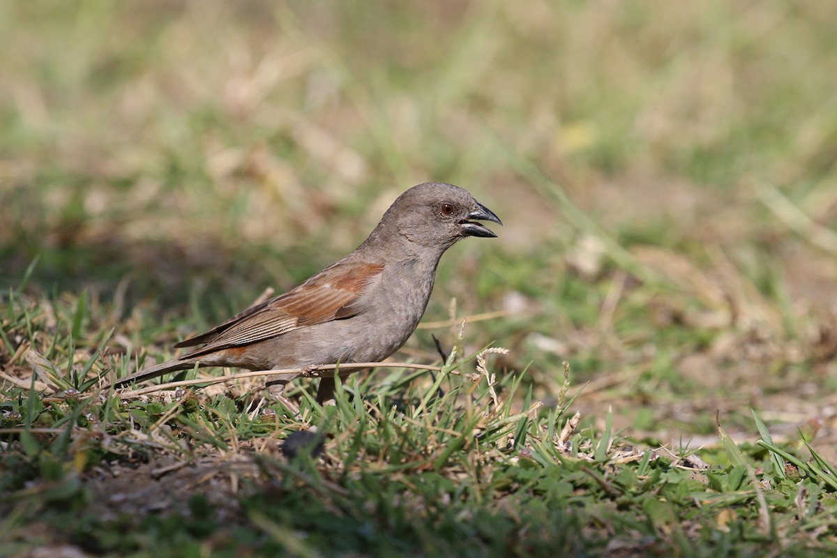Parrot-billed Sparrow - ML189933211
