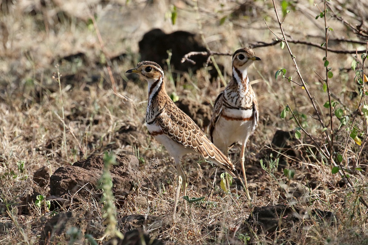 Three-banded Courser - Charley Hesse TROPICAL BIRDING