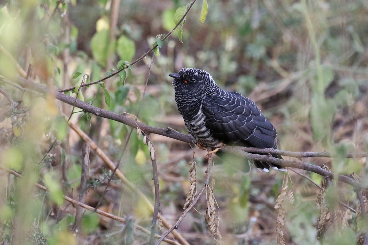 Red-chested Cuckoo - ML189933421