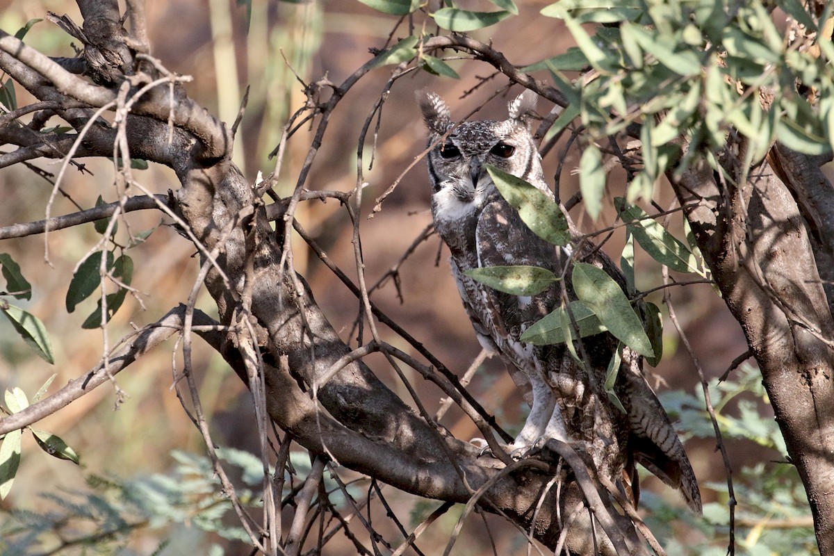 Grayish Eagle-Owl - Charley Hesse TROPICAL BIRDING
