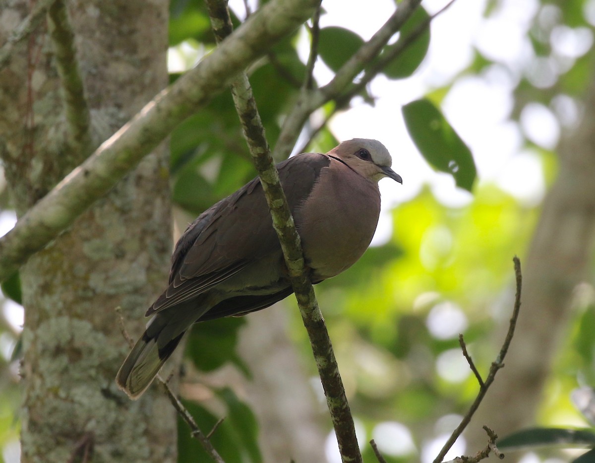 Red-eyed Dove - ML189937991