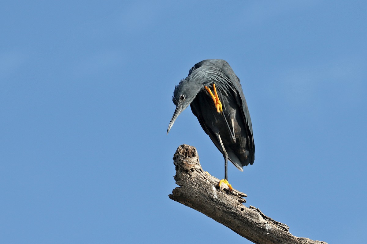Black Heron - Charley Hesse TROPICAL BIRDING