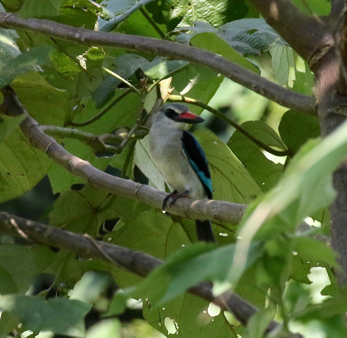 Woodland Kingfisher - Sandy Vorpahl